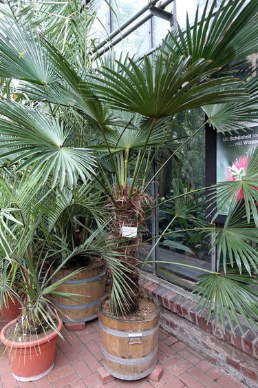 10 WAGNER WINDMILL PALM Dwarf Chusa Trachycarpus Fortunei Wagnerianus Tree Houseplant Seeds